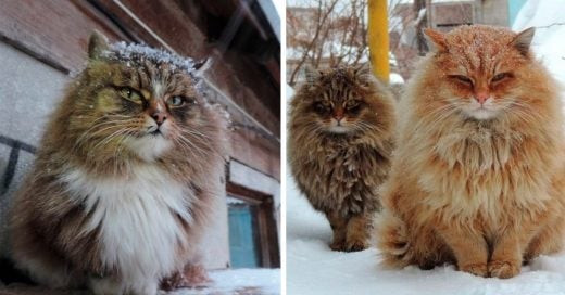 Cover Fotografías de majestuosos gatos siberianos en la nieve