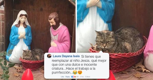 Cover La gente no puede parar de reír con este gato que se coló a un pesebre en Nueva York