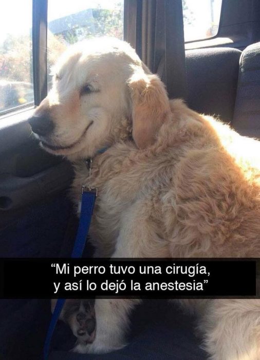 perro anestesia cirugía