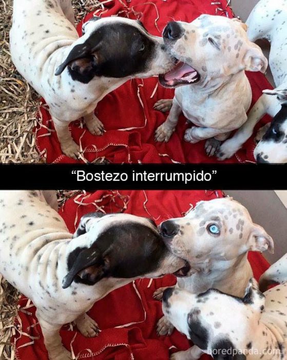 bostezo interrumpido