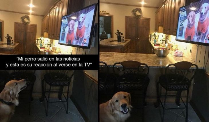 perro televisión