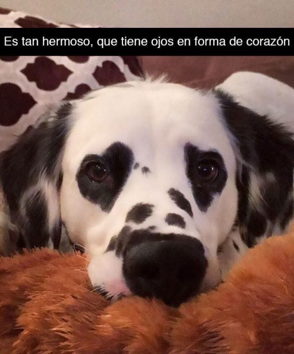 perro dálmata manchas