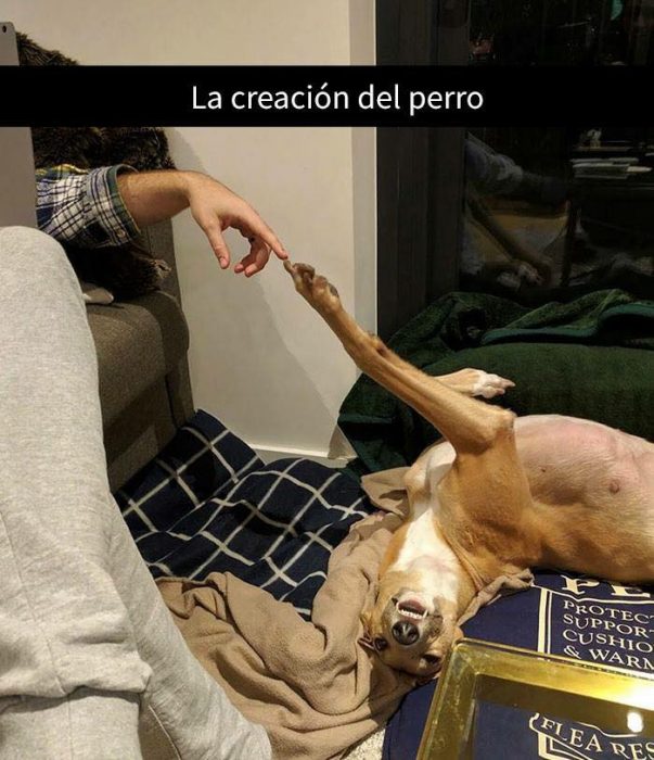 la creación del perro