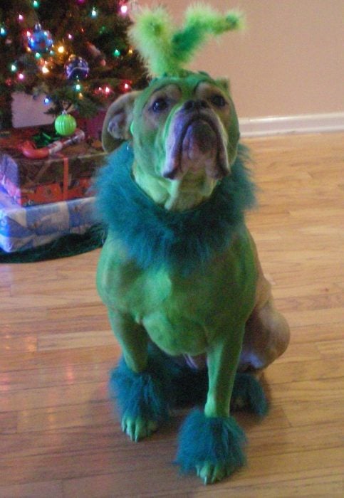 perro verde