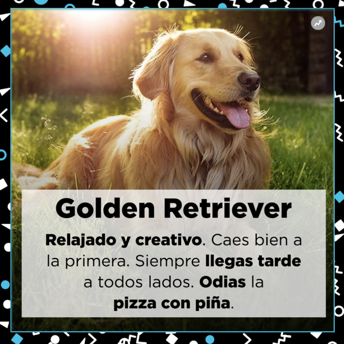 Lo que tu mejor amigo dice de ti Perros razas