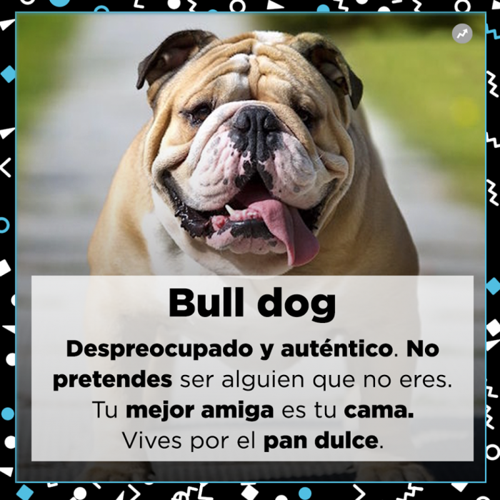 Lo que tu mejor amigo dice de ti Perros razas