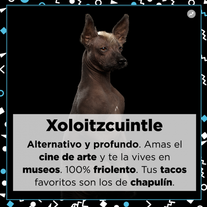 Lo que tu mejor amigo dice de ti Perros razas