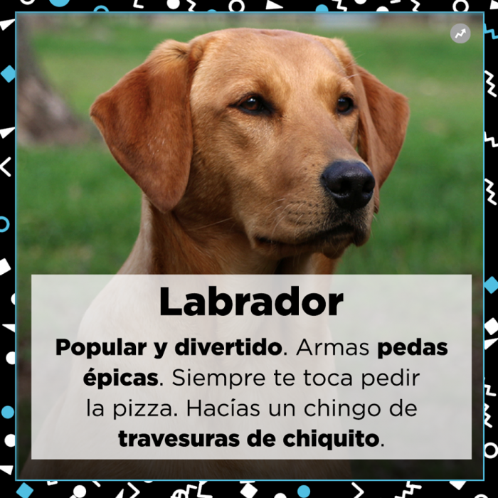 Lo que tu mejor amigo dice de ti Perros razas