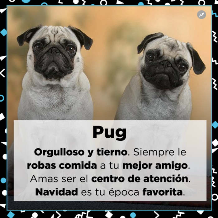 Lo que tu mejor amigo dice de ti Perros razas