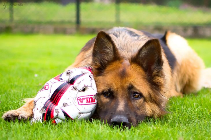 pastor con pelota