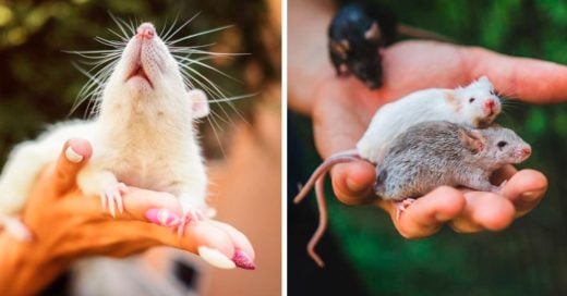Cover roedores de laboratorio conocieron por primera vez la naturaleza