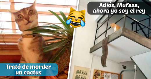 snapchats de gatos divertidas