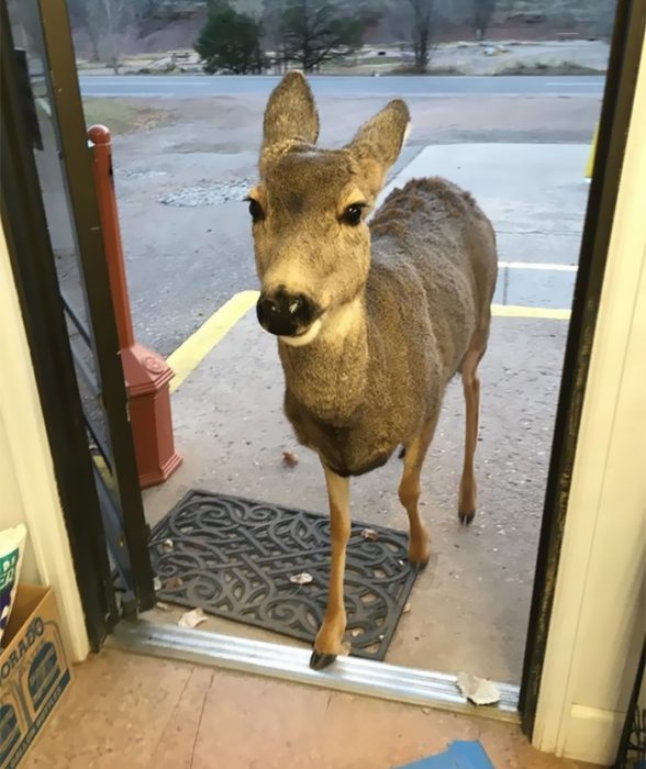 venado