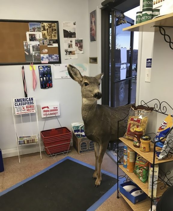 venado en tienda