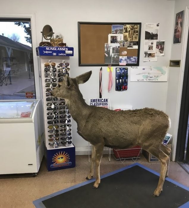 venado lentes