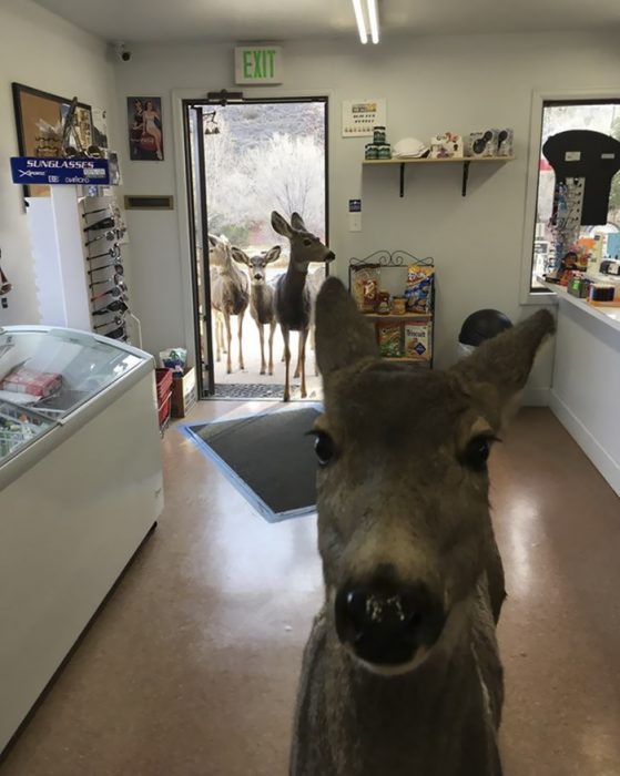 venado y familia