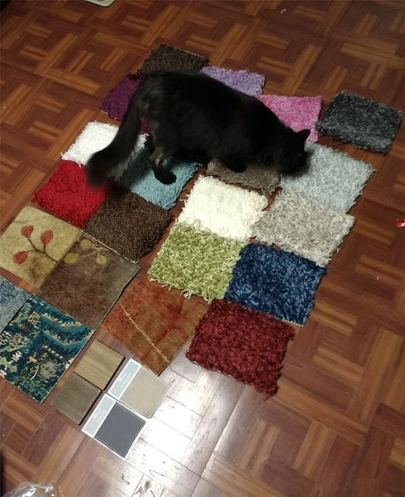 Gatos y alfombras