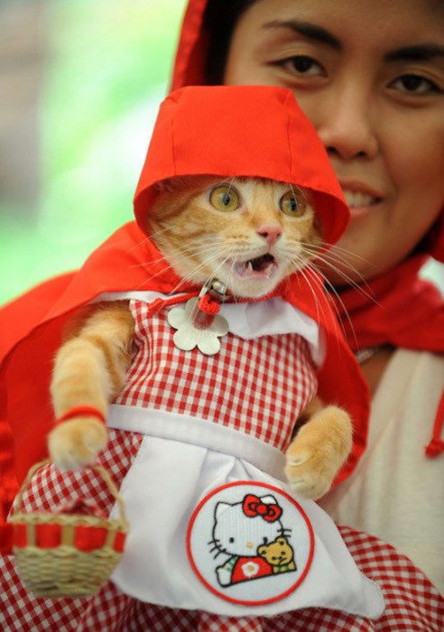 Gato caperucita roja