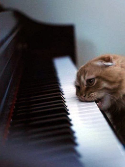 Gato pianista