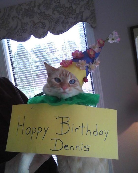 Gato celebra cumpleaños