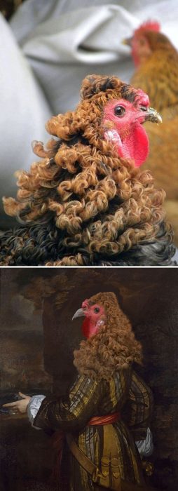 gallo cabellera
