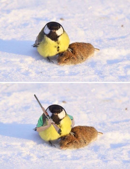 pajaro matón