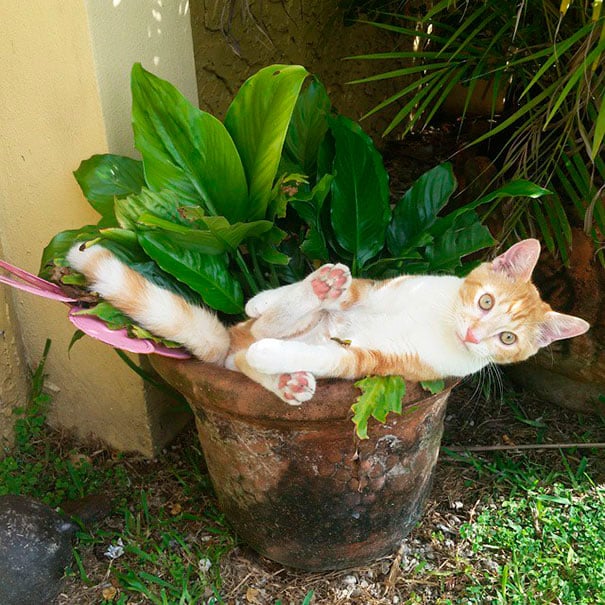 gato incómodo en planta