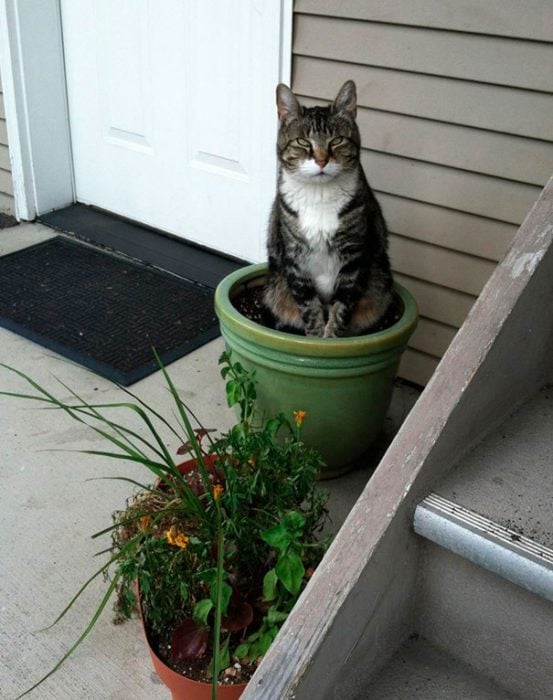 gato planta entrada en la casa