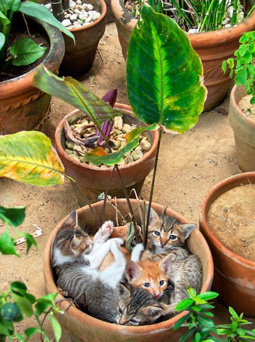 tres gatitos en planta 