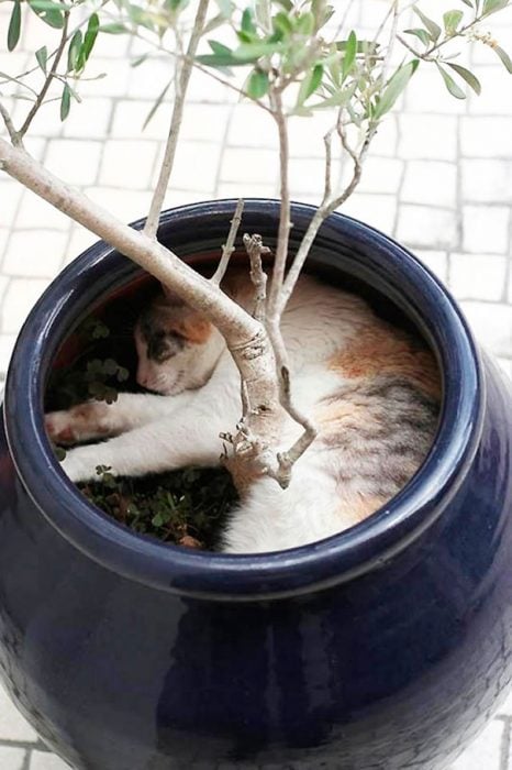 gato acostado en maceta