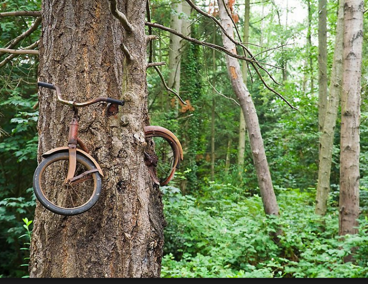 pasiaje con arbol y bicicleta