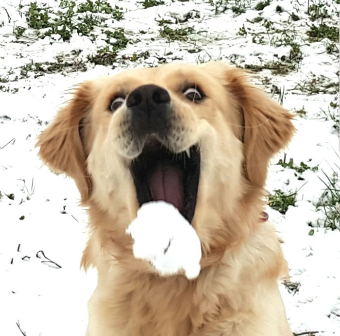 perro bola nieve