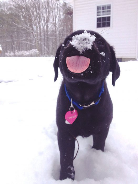 filhote de cachorro lambendo a neve