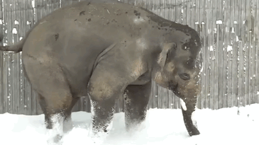 elefante nieve