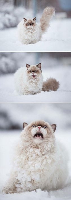 gato sufriendo por la nieve