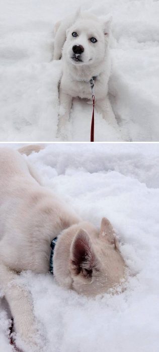 perro jugando con la nieve