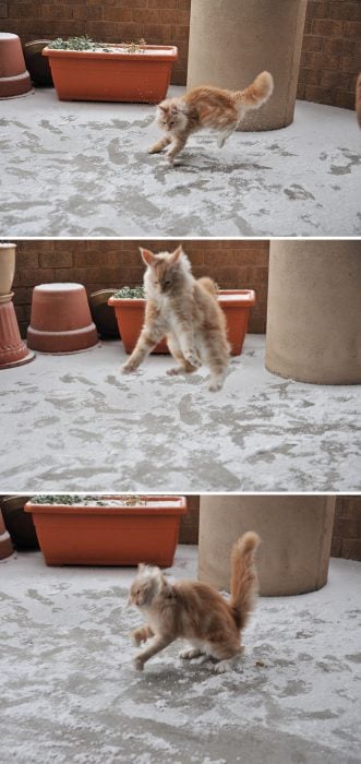 gato saltando en la nieve