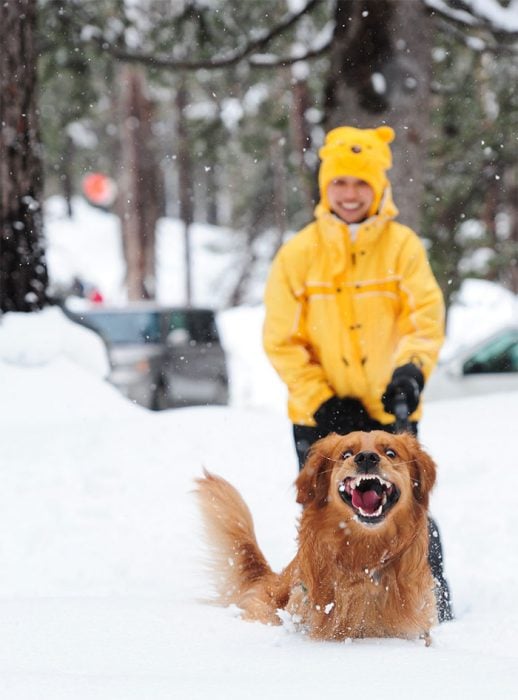 perro feliz en la nieve