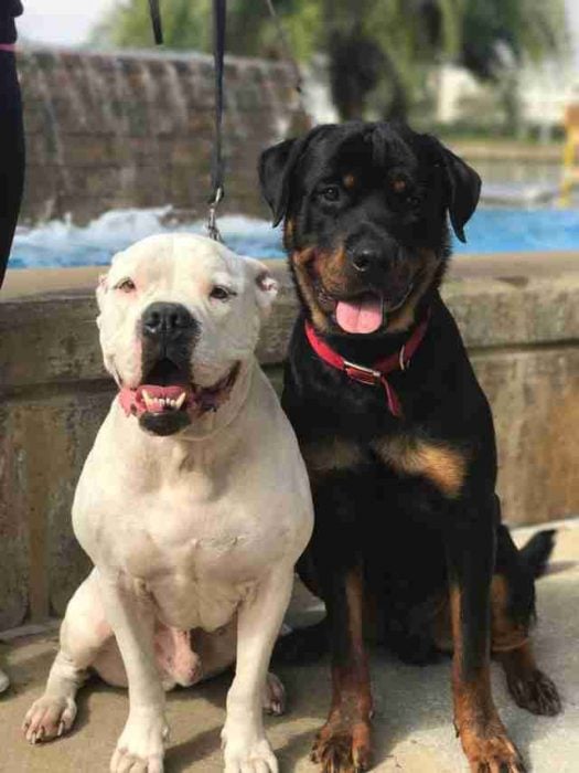 perro blanco y perro negro