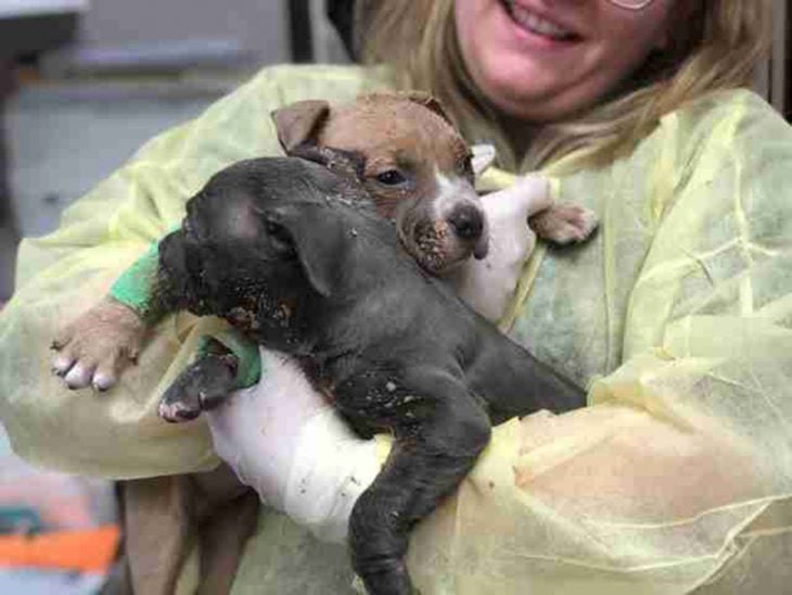 Cachorritos pitbull rescatados