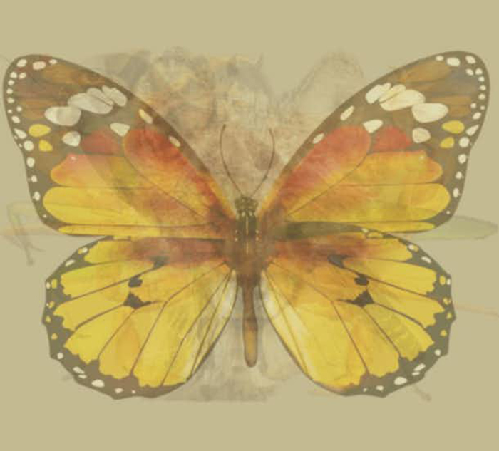 Quéanimalves mariposa