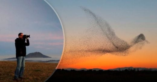 Cover Este fotógrafo tomó increíbles imágenes de aves en España