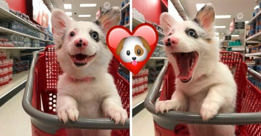 Cover A las mascotas también les gusta ir de compras; mira lo feliz que lucen en Target