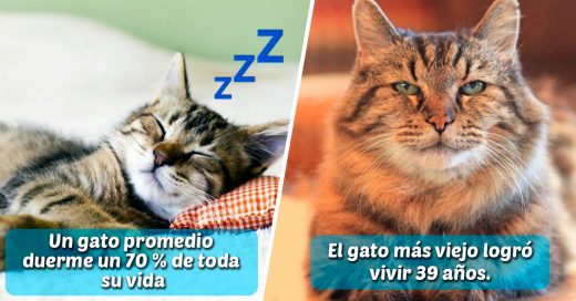 Cover Cosas que no sabías sobre los gatos