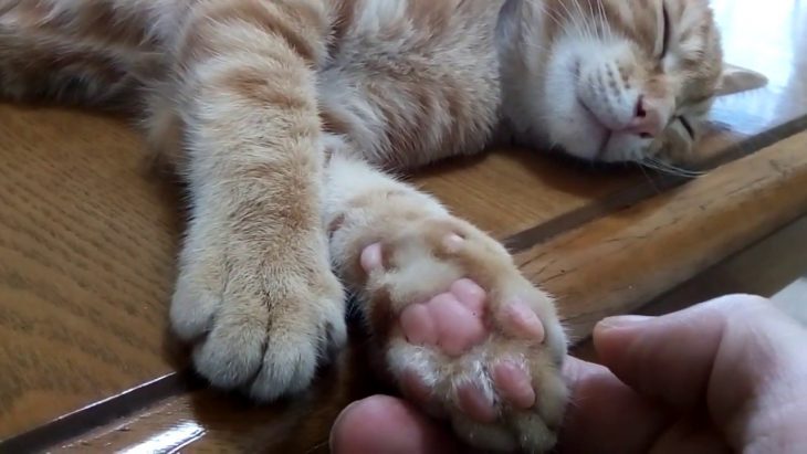 patas de gato