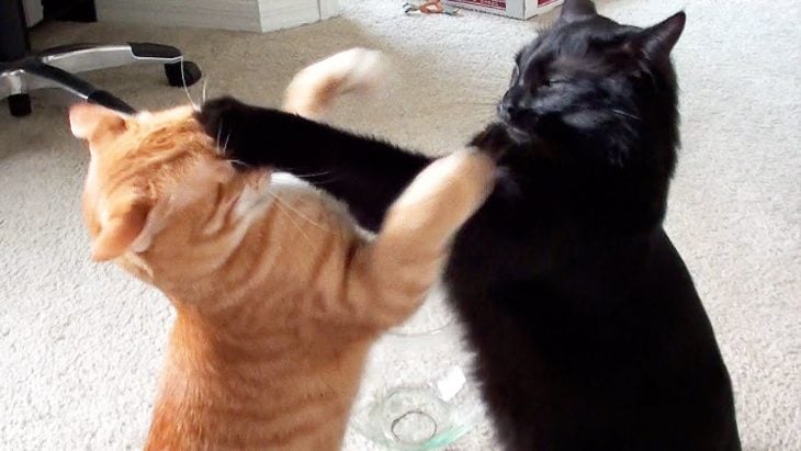 pelea de gatos