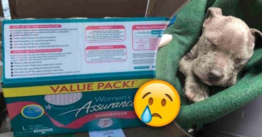 Cover Encuentra en una caja lo inesperado; dos tiernos cachorros congelados por el frío