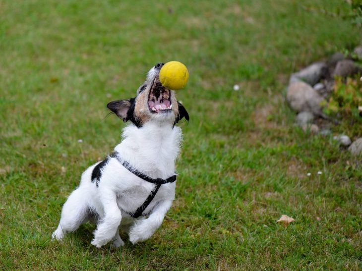 Problemas con perros