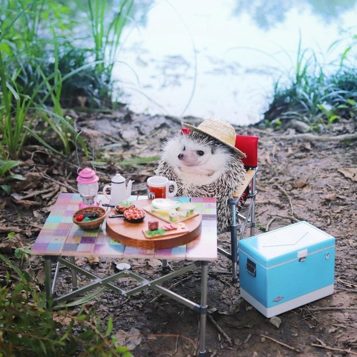 mesa de campo con comida erizo