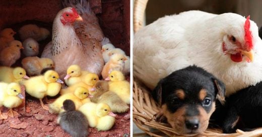 Cover Emplumadas fotografías que demuestran que las gallinas son las mejores madres del reino animal